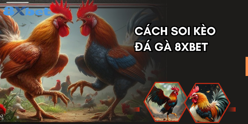 Cách tham gia soi kèo đá gà 8XBET đơn giản, dễ áp dụng